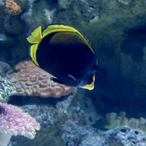Black Butterflyfish (Chaetodon flavirostris)