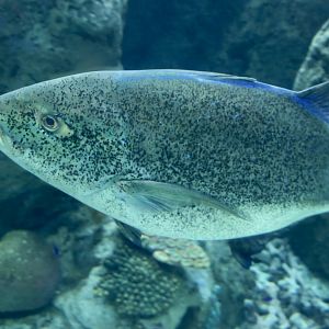 Bluefin Trevally (Caranx melampygus)