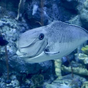 Bulbnose Unicornfish (Naso tonganus)