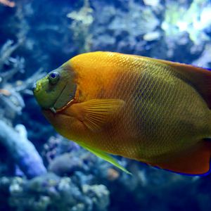 Clarion Angelfish (Holacanthus clarionensis)