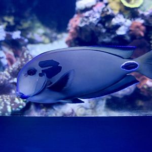 Doubleband Surgeonfish (Acanthurus tennenti)