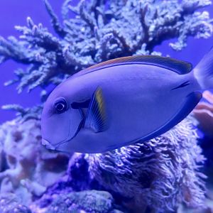 Epaulette Surgeonfish (Acanthurus nigricauda)