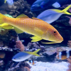 Goldsaddle Goatfish (Parupeneus cyclostomus)