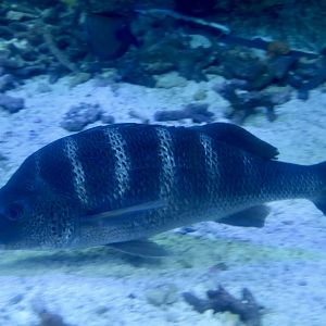 Greybar Grunt (Haemulon sexfasciatum)
