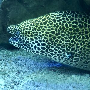 Laced Moray (Gymnothorax favagineus)