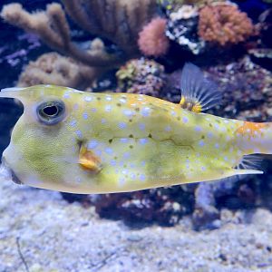 Longhorn Cowfish (Lactoria cornuta)