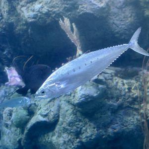 Needlescaled Queenfish (Scomberoides tol)