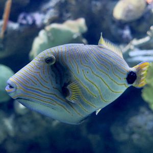 Orange-Lined Triggerfish (Balistapus undulatus)