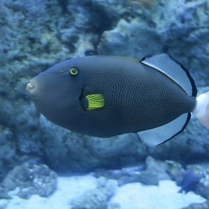Pinktail Triggerfish (Melichthys vidua)