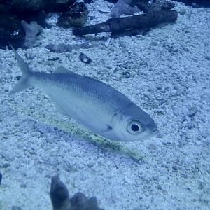 Strange-Tailed Flagtail (Kuhlia xenura)