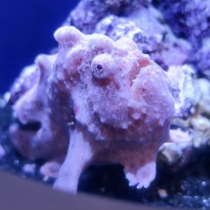Warty Frogfish (Antennarius maculatus)