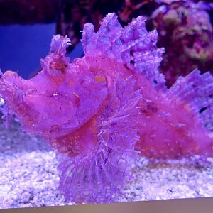 Weedy Scorpionfish (Rhinopias frondosa)
