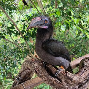 Luzon Hornbill (Penelopides manillae