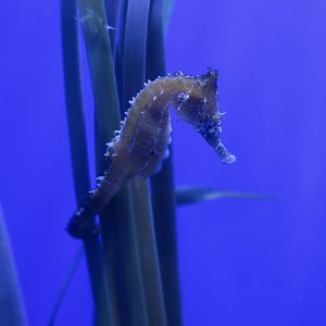 White's Seahorse (Hippocampus whitei)