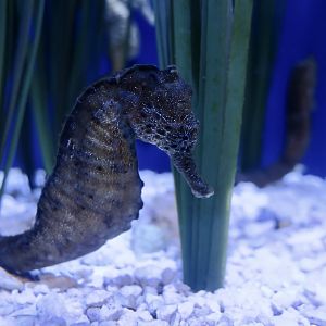 Common Seahorse (Hippocampus kuda)