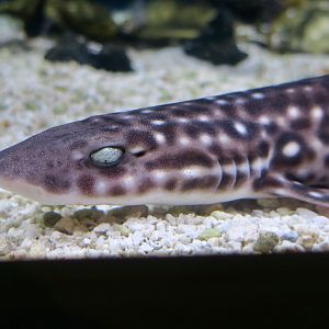 Coral Catshark (Atelomycterus marmoratus)