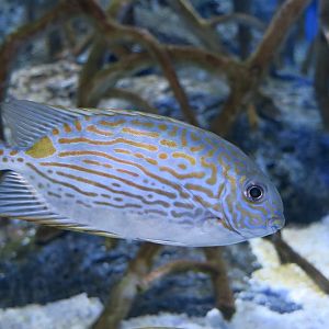 Golden-Lined Spinefoot (Siganus lineatus)