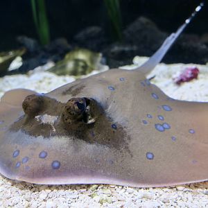 cf. Oriental Bluespotted Maskray (Neotrygon orientalis)