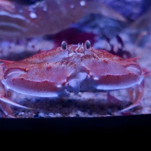 Armed Box Crab (Platymera gaudichaudii)