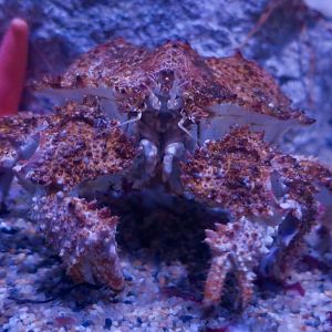 Brown Box Crab (Echidnocerus foraminatus)