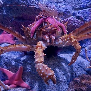 California King Crab (Paralithodes californiensis), Vermilion Sea Star (Mediaster aequalis), and California Spot Prawn (Pandalus platyceros))