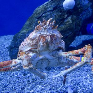 Japanese Giant Spider Crab (Macrocheira kaempferi)
