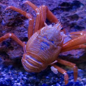 Pelagic Red Crab (Grimothea planipes)