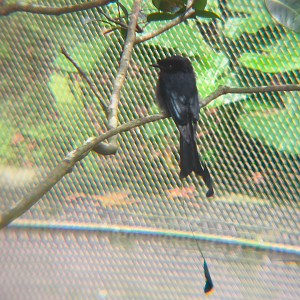 Greater Racket-Tailed Drongo (Dicrurus paradiseus)