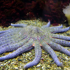 Sunflower Sea Star (Pycnopodia helianthoides)