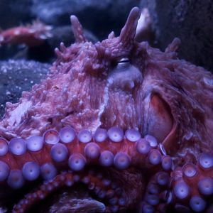 Giant Pacific Octopus (Enteroctopus dofleini)