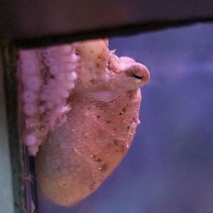 East Pacific Red Octopus (Octopus rubescens)