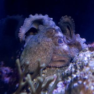 California Two-Spot Octopus (Octopus bimaculoides)