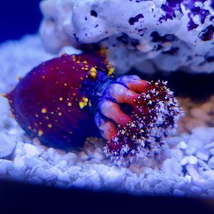 Violaceous Sea Apple (Pseudocolochirus violaceus)