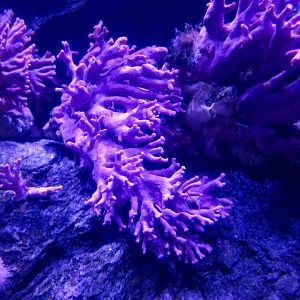 California Hydrocoral (Stylaster californicus)