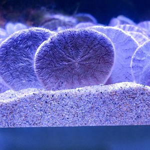 Eccentric Sand Dollar (Dendraster excentricus)