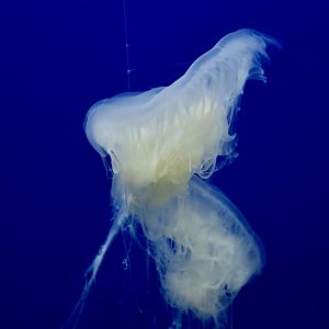 Fried Egg Jellyfish (Phacellophora camtschatica)