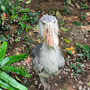 Shoebill (Balaeniceps rex)