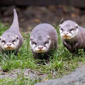 3 of the 4 Otter pups / Hamerton / 7-11-24