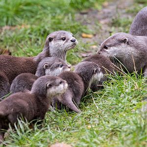 Asian short-clawed otter family / Hamerton / 7-11-24