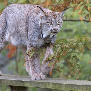 Canadian Lynx (Timmy) / Hamerton / 23-10-24