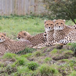 Jetts' 4 cubs / Hamerton / 23-10-24