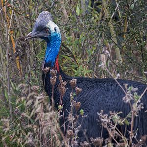 Johnston's Cassowary / Hamerton / 23-10-24
