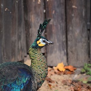 Green peafowl