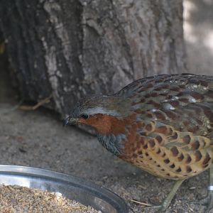 Chinese bamboo partridge