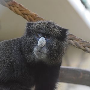 Eastern putty-nosed monkey