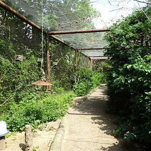Helsingborg Djurpark - Walkthrough aviary (Budgies)