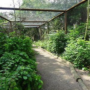 Helsingborg Djurpark - Walkthrough aviary (Budgies)