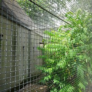 Helsingborg Djurpark - Parrot aviary #9