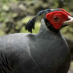 Siamese Fireback (Lophura diardi)