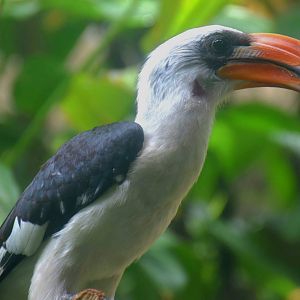 Von der Decken's Hornbill (Tockus deckeni)